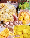 韓國 南大門老爺爺 [人氣手信]