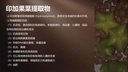 MIRIKEL Coffee (靈芝、人參、印加果）